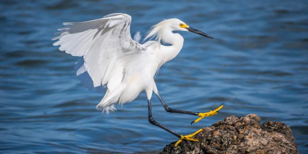 A small white Heron bird hopping around coastline of the seashore